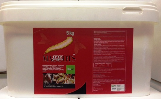 MAGGOTS 5KG MAGGOTS 5KG